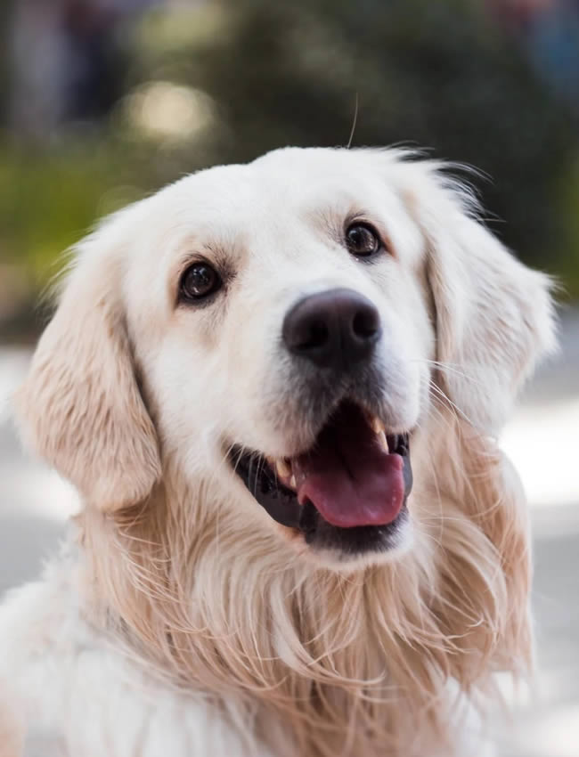 Artikelen voor honden