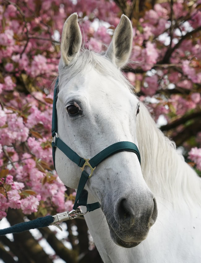 Artikelen voor paarden